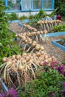 Harvested onions drying in vegetable garden.
