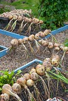Harvested onions drying in vegetable garden.