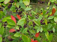 Aronia melanocarpa - Black Chokeberry