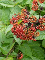Red berries of Sambucus racemosa
