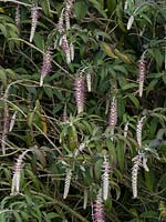 Rostrinucula dependens - weeping butterfly bush.
