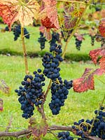 Vitis vinifera - Grapes growing outside in the UK.