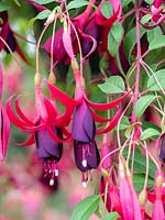 Fuchsia 'Delicate Purple'