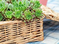 Sempervivum Happy planted in a basket