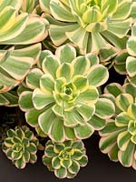 Aeonium 'Sunburst' - Houseplant