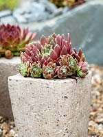 Sempervivum planted in small concrete pots 