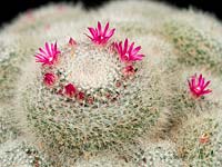 Mammillaria hahniana - Cactus