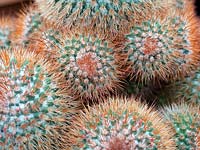Mammillaria spinosissima - Cactus 