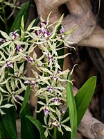 Prosthechea Elfin 'Synergistic Dream' - orchid