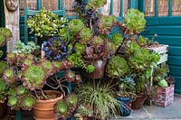 Aeoniums in containers at Driftwood garden in summer