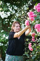 Portrait of Annemie Moonen Janssens - garden owner. Woman picking Rosa 'Rosarium Uetersen' - Roses