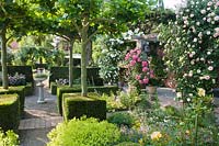 A variety of Roses, including Rosa 'Rosarium Uetersen', Rosa 'Eden' and Rosa 'Guirlande d'Amour', next to trained plane trees with a path leading through