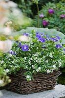 Wicker basket planted with flowering  Sutera cordata and Convolvulus sabatius.
