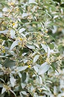 Elaeagnus angustifolia - Russian olive