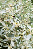 Bee on Elaeagnus angustifolia - Russian olive