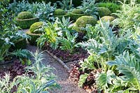 Formal garden borders planted with Cynara cardunculus and clipped Buxus sempervirens topiary. Veddw House Garden, Monmouthshire, Wales, UK.