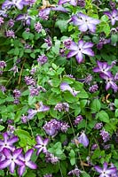 Clematis Venosa Violacea - Award of Garden Merit with Clematis Mary Rose  