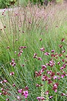 Dianthus carthusianorum growing with low growing grass.