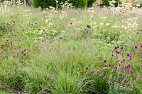 Meadow planting in The Walled Garden, Bury Court Gardens, Hampshire, UK. 