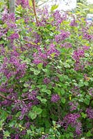 Syringa meyeri - Lilac 
