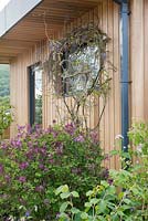 Wisteria growing round a window with Syringa in foreground - 'The Green Living Spaces Garden', RHS Malvern Spring Festival, 2018.