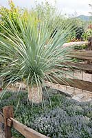 Yucca rostrata underplanted with Thymus vulgaris - 'Billy's Cave', RHS Malvern Spring Festival, 2018. 