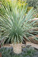 Yucca rostrata - beaked yucca