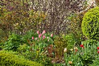 Mixed border with tulips in flower such as pink 'Mata Hari' whilst shrubs and perennials such as peonies
come into leaf alongside Buxus - box topiary 