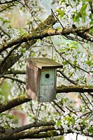 Bird nesting box hanging in Prunus - Cherry tree. Marina WÃ¼st garden, Germany.