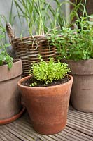 Individual herbs in pots: garlic growing in the wicker basket, in the small
pots Thymus pulegioides 'Bertrum Anderson' - thyme - and Origanum vulgaris - oregano