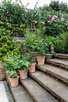 Small town garden packed with plants: trellis on boundary wall clothed with Trachelospermum
 jasmnoides with Rosa 'Gertrude Jekyll nearby. Row of terracotta pots with beans and tomatoes on
 stone steps
 