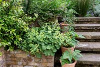 Terracotta pots line stone steps in small London back garden.