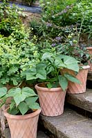 Terracotta pots with beans and tomatoes on stone steps in front of a bed of Alchemilla mollis

