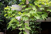 Close up of pergola structure with Vitis vinifera 'Muscat de Hamburg' - grape vine
 growing on this sturdy support in small back garden
