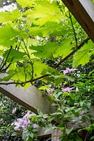 Vitis vinifera 'Muscat de Hambourg' and Clematis 'Nelly Moser' on wooden pergola. 