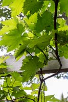 Vitis vinifera 'Muscat de Hambourg' - grape vine