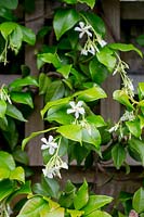 Trachelospermum jasminoides - Confederate jasmine