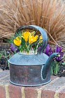 Old kettle planted with Crocus 'Yellow Mammoth'
