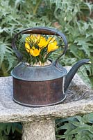 Crocus 'Yellow Mammoth' planted in metal teapot. 