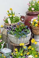 Painted basket with Lithodora diffusa, Violas and Primula