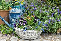 Wicker basket with mixed planting of: Lithodora diffusa, Viola 'Mickey' and
 Primula Gold-Laced Group. Basket besides Pulmonaria - lungwort - in a bed near watering can