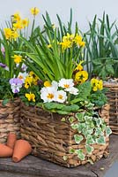 Wicker containers with mixed planting of Narcissus 'Tete-a-Tete' - dwarf daffodils,
 primrose, ivy and Viola 'Yellow Blotch'