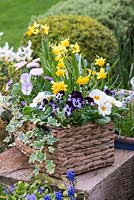 Basket of Narcissus with primrose, ivy and Violas.