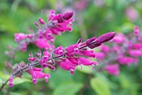 Salvia involucrata - rosy-leaf sage