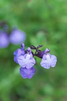 Salvia 'Cavalieri Celeste' - a small compact sage with lilac blue flowers from June until frosts.