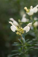 Salvia greggii 'Cream' - sage