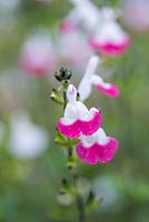 Salvia x jamensis Pink Lips - sage 