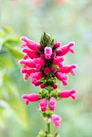 Salvia oxyphora - fuzzy Bolivian sage

 a very tall woody-based perennial from Bolivia with large, very furry, soft coral-red flowers in summer and autumn