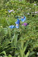 Meconopsis betonicifolia, syn. Meconopsis baileyi, the Himalayan blue poppy
