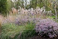 Plant combination of Aster 'Coombe Fishacre' with ornamental grasses: 
tall Miscanthus sinensis, Sesleria autumnalis and Calamagrostis brachytricha